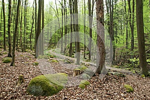 The nature park in Czech Republic called `VodÄ›radskÃ© buÄiny`